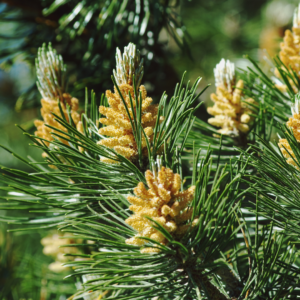 Pine Pollen